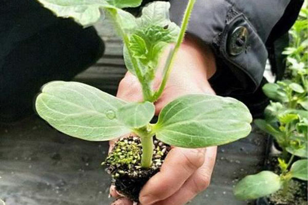 廠(chǎng)區(qū)環(huán)境的綠化要點(diǎn)！