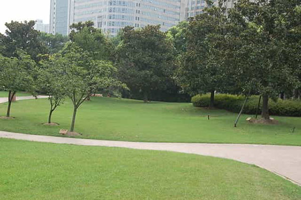 綠化養(yǎng)護(hù)如何成功移植植物？